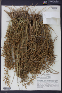 Juncus scirpoides image