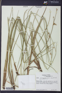 Juncus scirpoides image