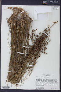 Juncus scirpoides image