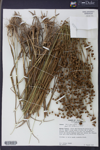 Juncus scirpoides image