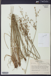 Juncus scirpoides image