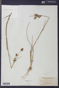 Juncus scirpoides image