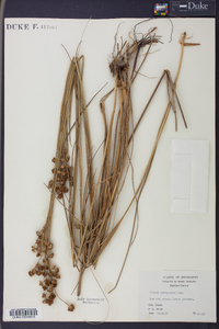 Juncus scirpoides image