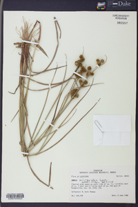 Juncus scirpoides image