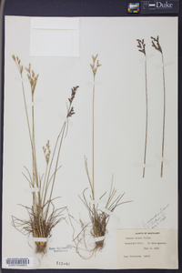 Juncus secundus image