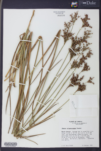 Juncus trigonocarpus image