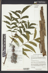 Carya aquatica image