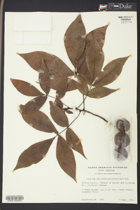 Carya carolinae-septentrionalis image