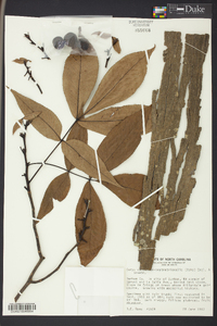 Carya carolinae-septentrionalis image