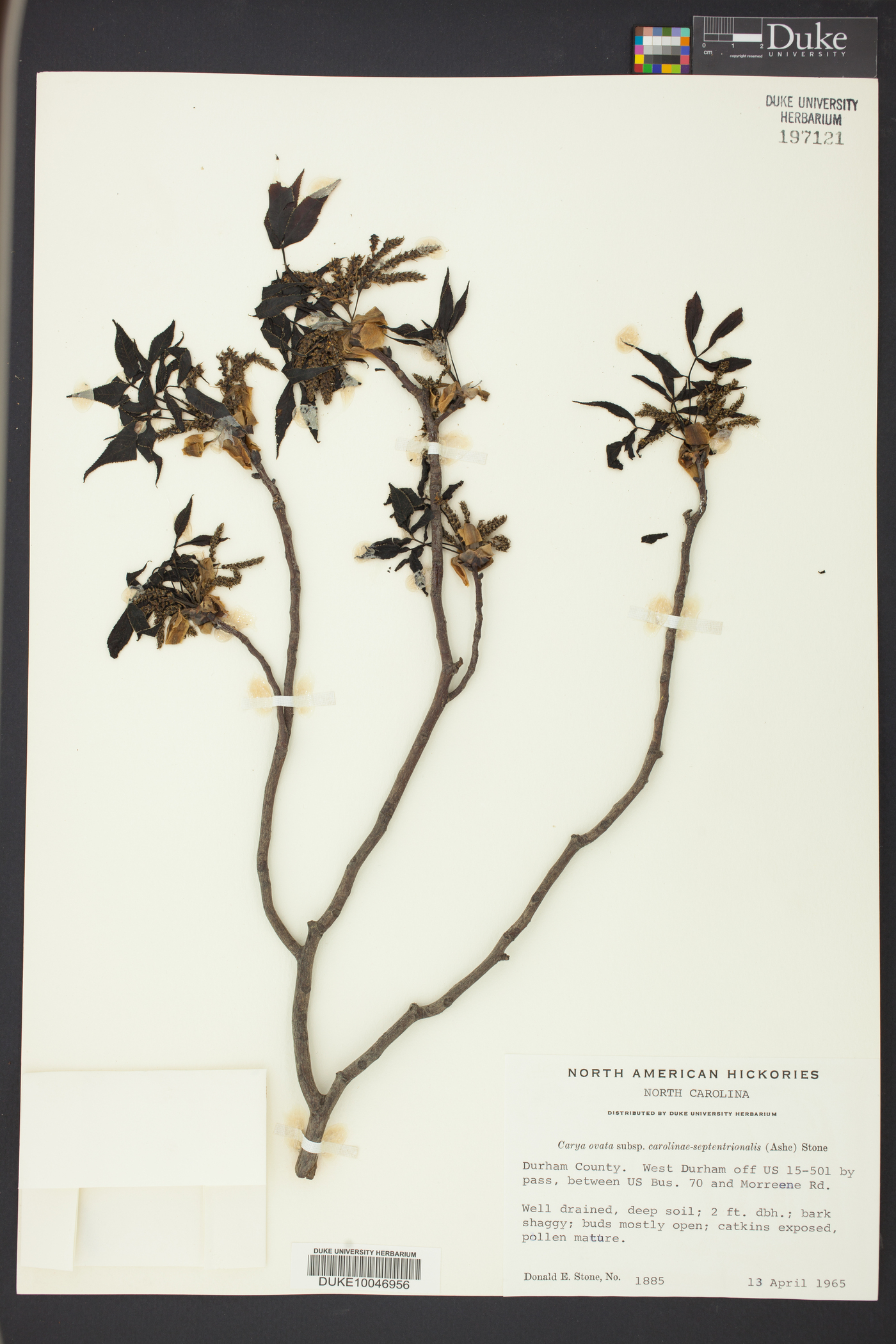 Carya carolinae-septentrionalis image