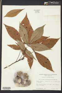 Carya carolinae-septentrionalis image