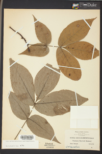 Carya carolinae-septentrionalis image