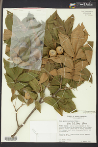 Carya myristiciformis image