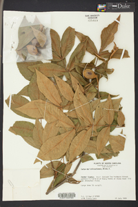 Carya myristiciformis image