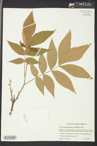 Carya myristiciformis image