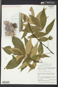 Carya pallida image