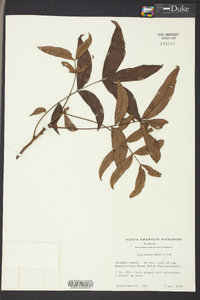 Carya aquatica image