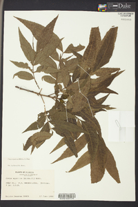 Carya aquatica image