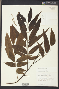 Carya aquatica image