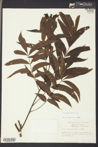 Carya aquatica image