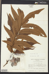 Carya aquatica image