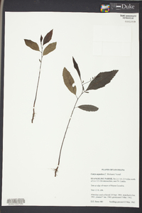 Carya aquatica image