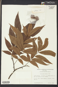 Carya aquatica image