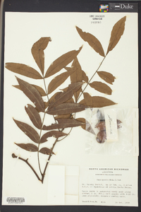 Carya aquatica image
