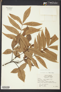 Carya aquatica image