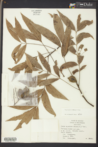 Carya aquatica image