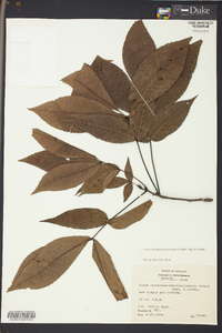 Carya carolinae-septentrionalis image