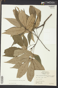 Carya carolinae-septentrionalis image