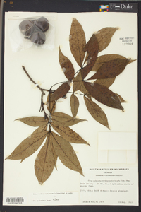 Carya carolinae-septentrionalis image