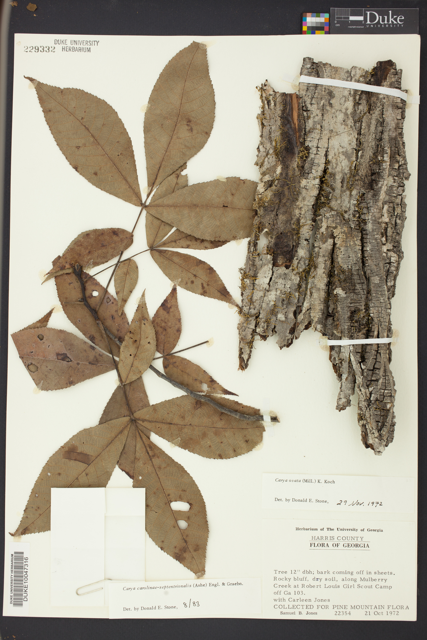 Carya carolinae-septentrionalis image