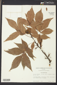 Carya floridana image