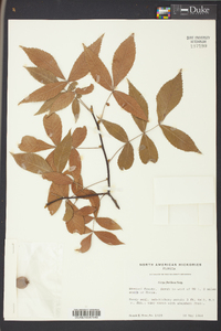 Carya floridana image