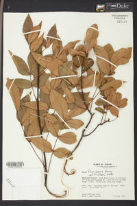 Carya floridana image