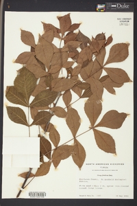 Carya floridana image