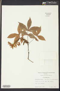 Carya floridana image