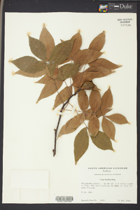 Carya floridana image