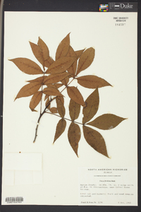 Carya floridana image