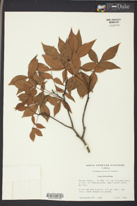 Carya floridana image