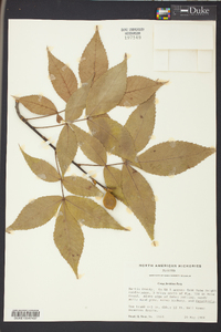 Carya floridana image