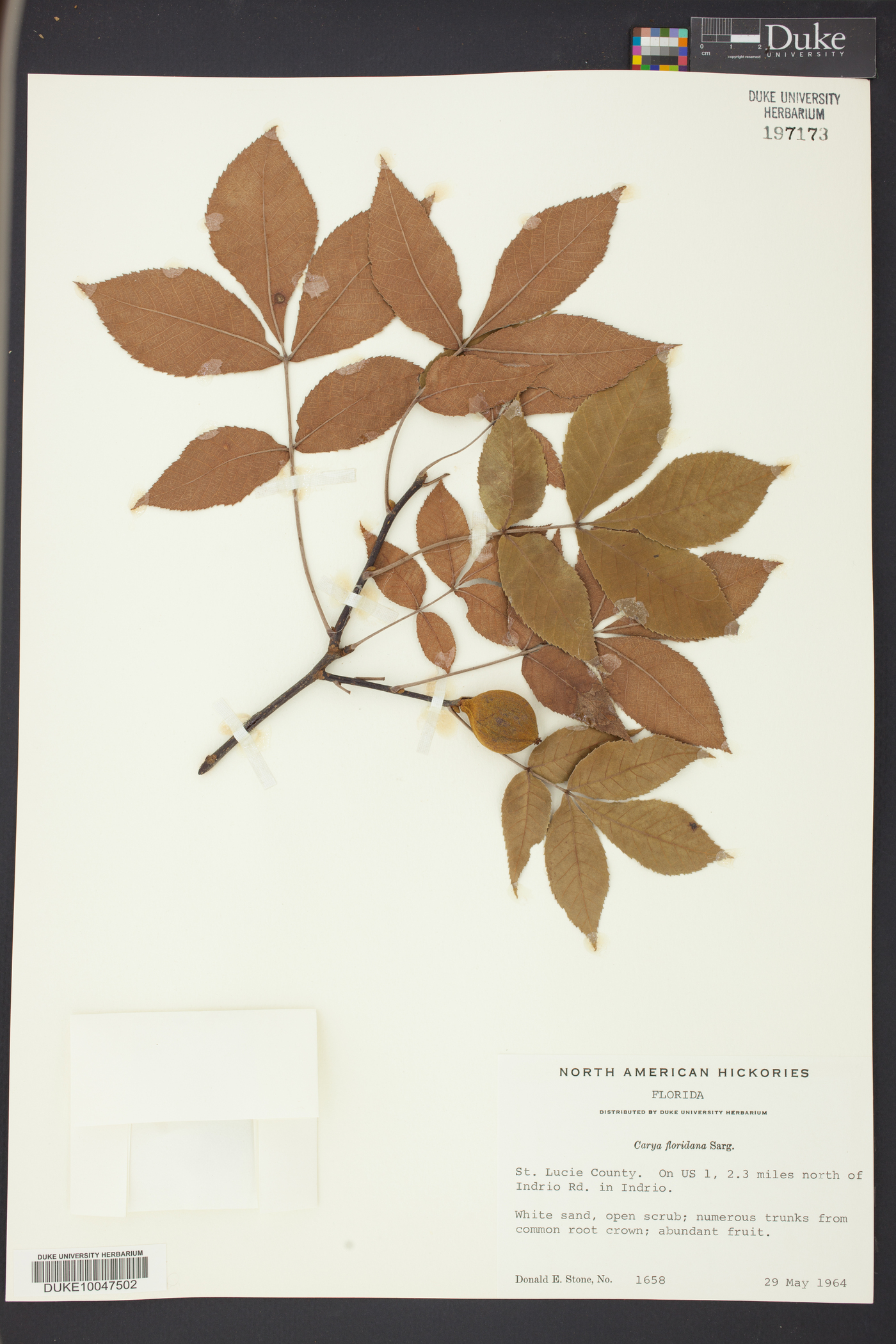 Carya floridana image