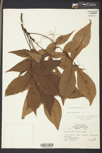 Carya glabra var. glabra image