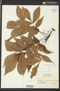 Carya glabra var. glabra image