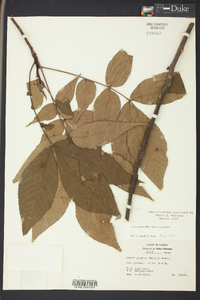 Carya glabra var. glabra image