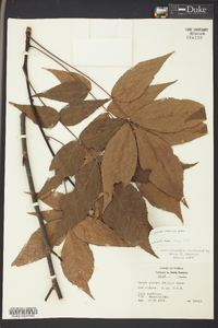 Carya glabra var. glabra image