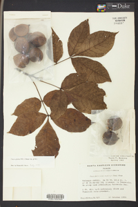 Carya glabra var. glabra image