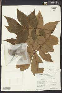 Carya glabra var. glabra image